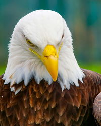 Close-up of eagle looking away