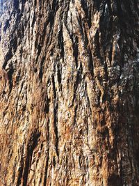 Full frame shot of tree trunk