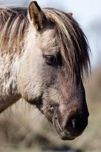 Side view of horse