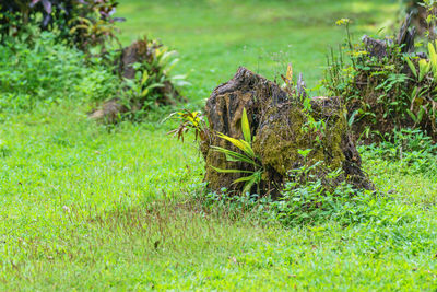 Close-up of lizard on field