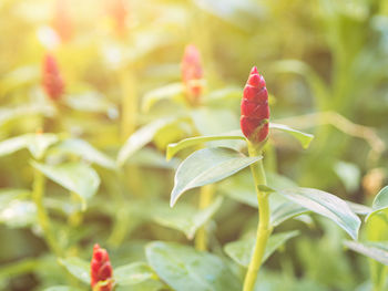 Close-up of red flowering plant