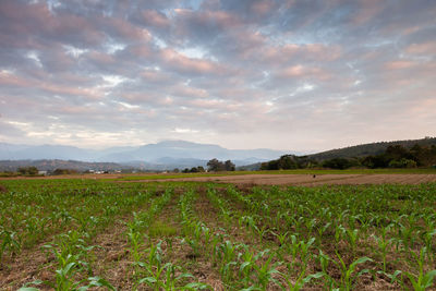 Scenic view of field against cloudy sky