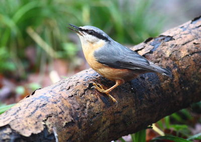 Close-up of bird perching on branch