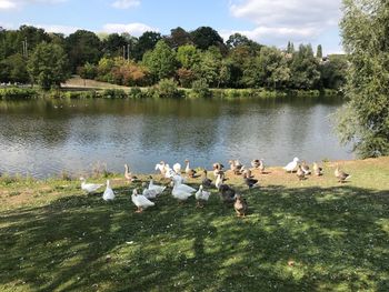 Flock of birds in lake