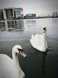 Swan swimming on lake