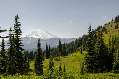 Scenic view of pine trees and mountains against sky