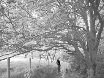 Rear view of man standing amidst trees