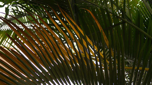 Full frame shot of leaves