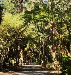 Road amidst trees in forest