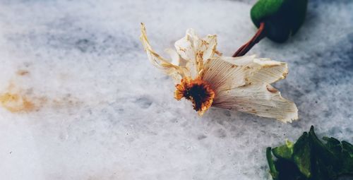 High angle view of flower