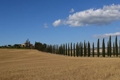 Scenic view of agricultural field against sky