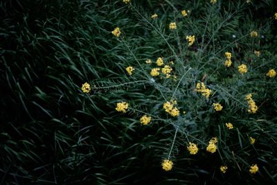 Close-up of flowers blooming in field