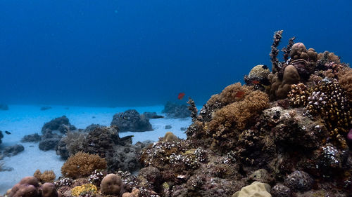 View of coral swimming in sea