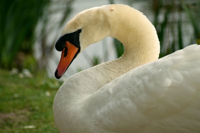 Close-up of swan