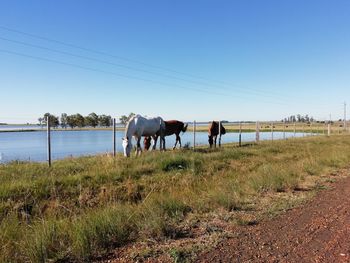 Horses standing in ranch against sky