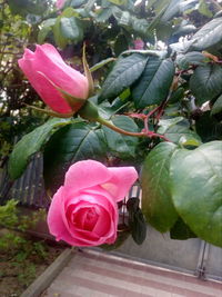 Close-up of pink rose