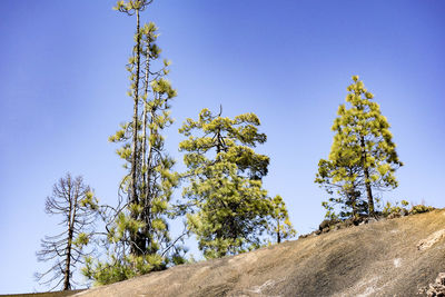 Low angle view of trees against clear blue sky