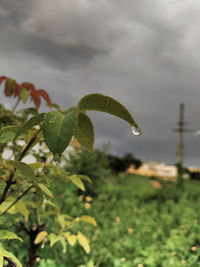 Close-up of raindrops on plant