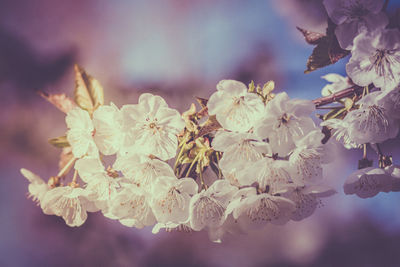 Close-up of cherry blossom