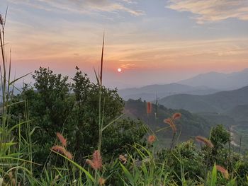 Plants growing on land against sky during sunset
