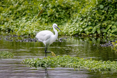 White duck in a lake