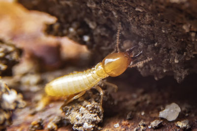 Close-up of insect on rock