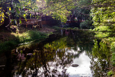 Scenic view of lake in forest