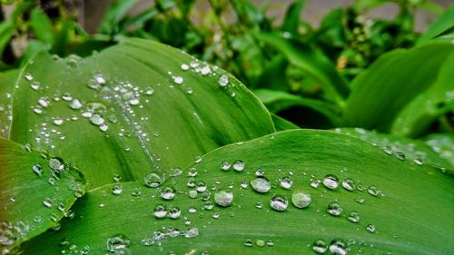 Close-up of water drops on leaves