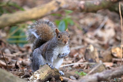 Squirrel on a field