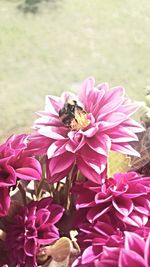 Close-up of honey bee pollinating on pink flower