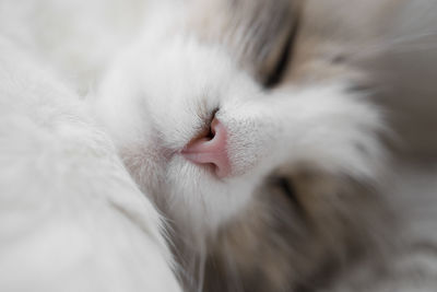 Curious animal portrait close up. macro view of cat nose