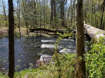 Scenic view of waterfall in forest