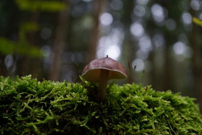 Close-up of mushroom growing on field