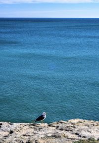 Seagull perching on a beach