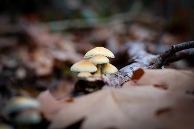 Close-up of mushroom growing on tree