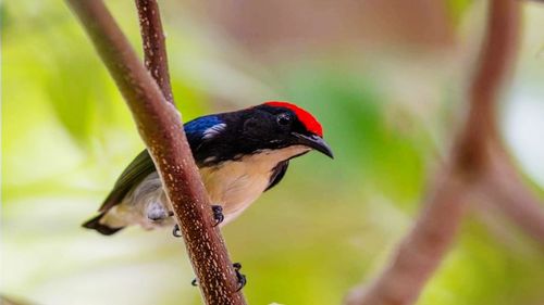 Close-up of bird perching on a branch