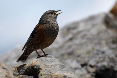 Close-up of bird perching on rock