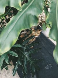 High angle view of butterfly on plant