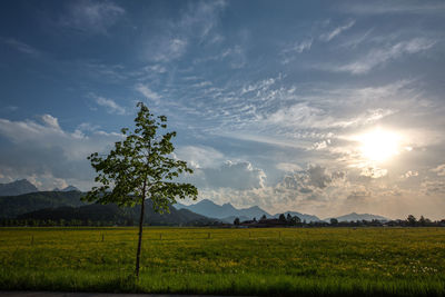 Scenic view of field against sky