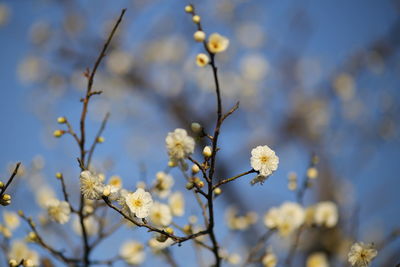Close-up of white flowers blooming on tree