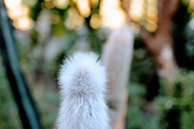 Close-up of white dandelion flower