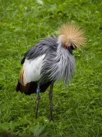 View of a bird on field