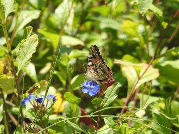 Close-up of butterfly pollinating on flower