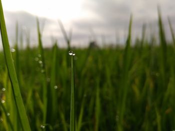 Close-up of wet grass