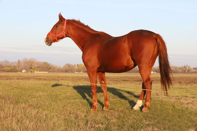 Horse standing in ranch against sky