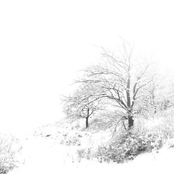 Low angle view of bare trees against sky