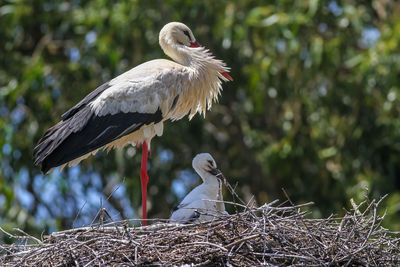 Bird perching on nest