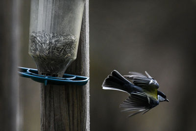 Close-up of bird flying over wooden post