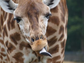 Close-up of an animal