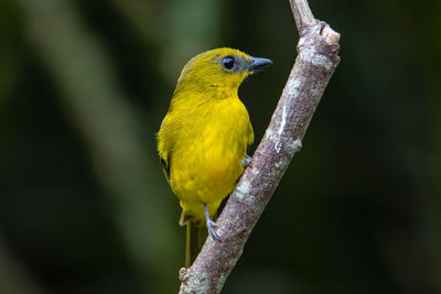 Close-up of parrot perching on branch